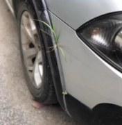 武汉惊现车上长草，专家称后果让你想不到……